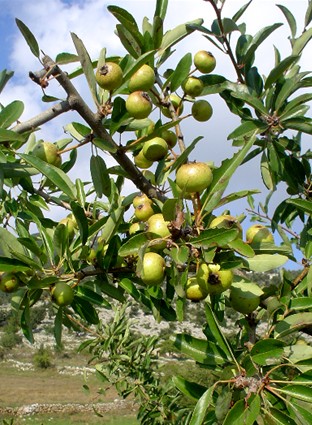 Frutti e bacche